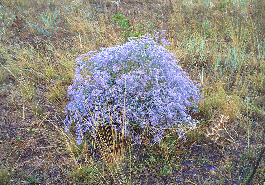  широколистий (Limonium platyphyllum)